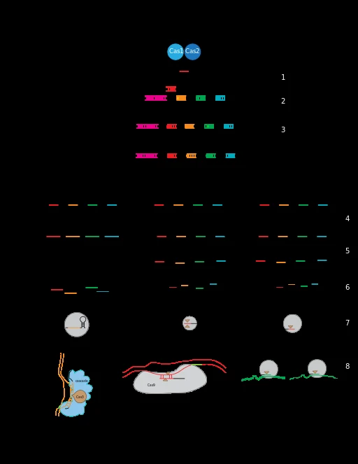 CRISPR procedure